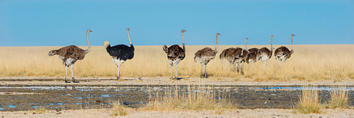 A group of ostriches at the edge of a grassy plain