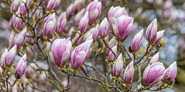Magnolias in bloom in spring by Werner Dieterich