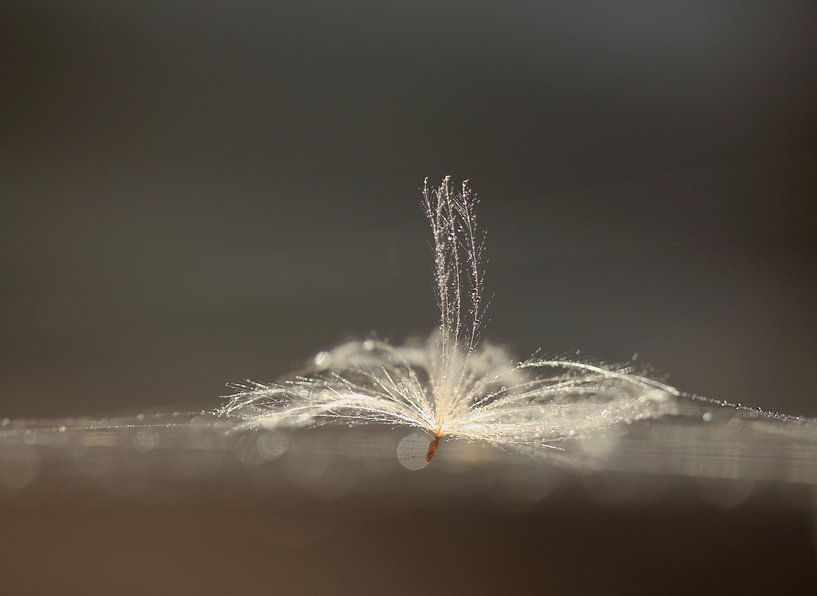 Drops by Frank Smedts