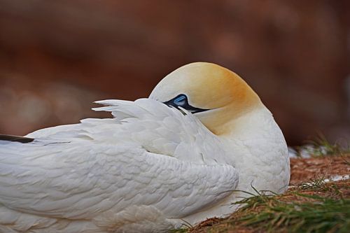 Broedende jan-van-genten op het eiland Helgoland.t.