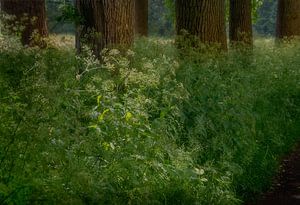 Forêt de rêve