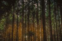 Im Wald