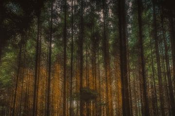 In the forest by Robbert Ladan