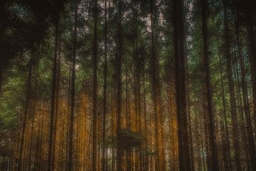 In het bos