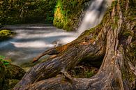 Tronc d'arbre à la cascade par MindScape Photography Aperçu