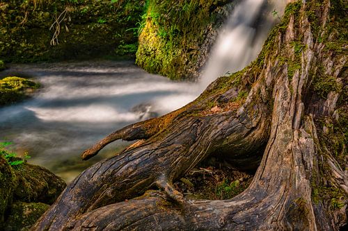 Boomstam bij de waterval