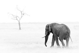 Elefant und Baum von Thomas Froemmel