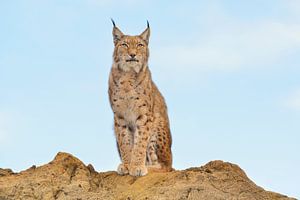 Lynx by Loulou Beavers