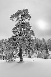 Winter paradise black and white by Denis Feiner