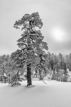 Winterparadijs zwart-wit