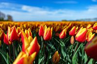 Tulips 2024 (4)