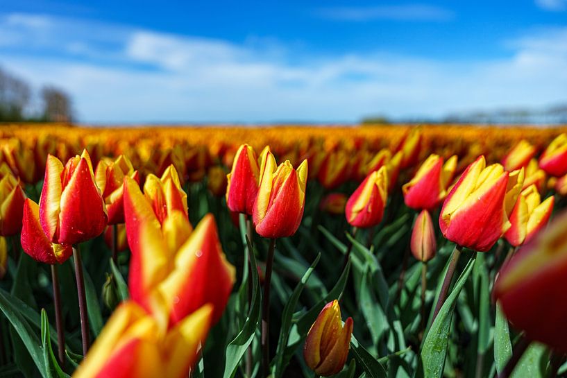 Tulips 2024 (4) by Eye Scream Shop