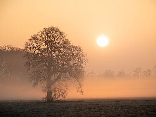 Boom in oranje gloed van de ochtendzon met nevel van Erwin Pilon