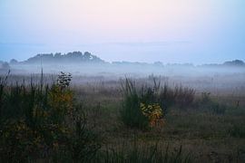 Vorland mit Nebel auf Gras und Heide in Dänemark, vor Dünen. Mystische Stimmung von Martin Köbsch