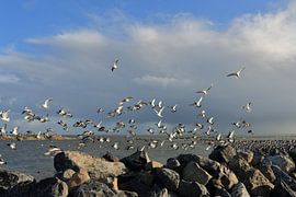 Ameland von seiner schönsten Seite von Rinnie Wijnstra (FotoAmeland )