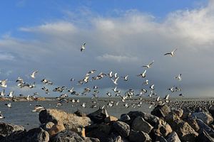 Ameland von seiner schönsten Seite von Rinnie Wijnstra