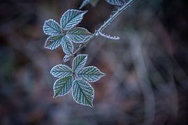 Blatt reif von Danique Habets