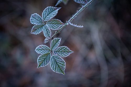 Feuille mûre sur Danique Habets
