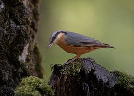 nuthatch by Rianne Kugel