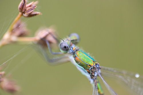 Pantserjuffer close up