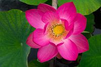 Sacred Lotus Flower Full in Flowering