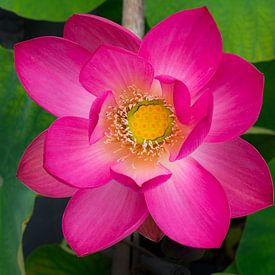 Fleur de lotus sacrée en pleine floraison sur Peter Hermus