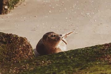 Gewone Zeehond aan het relaxen op het strand van Scheveningen van Anne Zwagers
