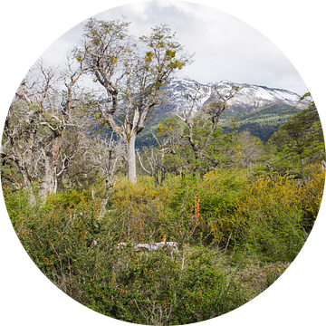 Ontdek de Magie van Argentinië: RB65 Route 65 - Los Lagos Neuquén