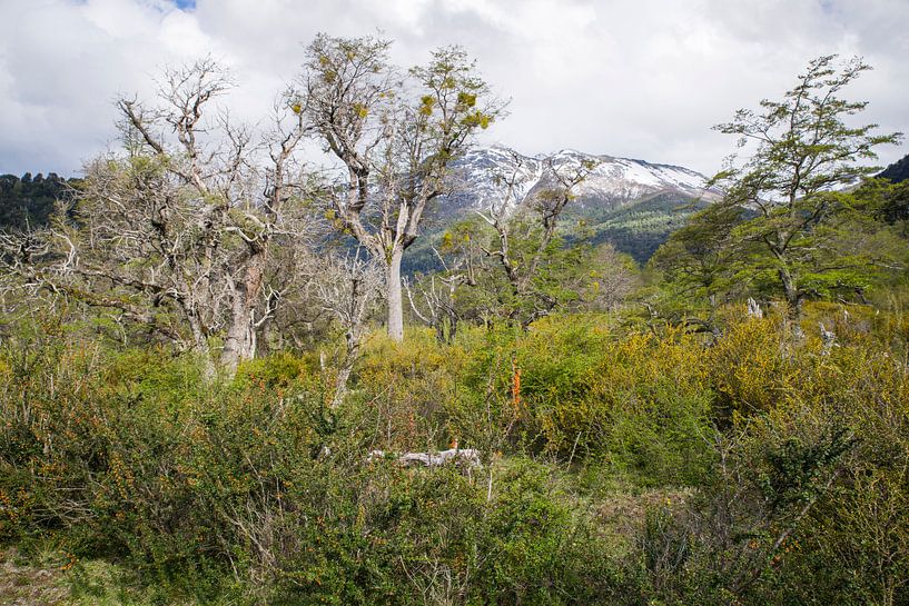 Entdecken Sie den Zauber Argentiniens: RB65 Route 65 - Los Lagos Neuquén von Eriks Photoshop