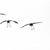Landing kraanvogels van Danny Slijfer Natuurfotografie