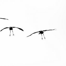 Landing kraanvogels van Danny Slijfer Natuurfotografie