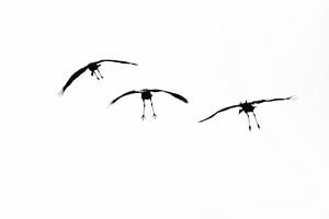 Landing kraanvogels van Danny Slijfer Natuurfotografie