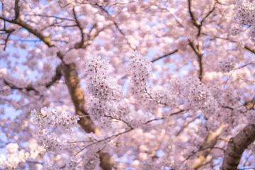 Bloeiende Sakura de Japanse Kersenbloesem van Thea.Photo