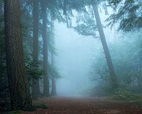 Forêt bleue