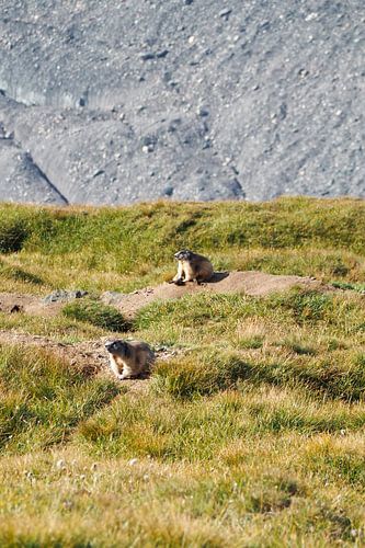 Großglockner, edelweiss en marmotten - pure alpenidylle in Oostenrijk. Koop de indrukwekkende Alpenfoto nu als canvas of muurschildering en geniet thuis van de natuur.
