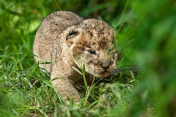 Baby leeuw van Peter Michel