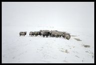 Winter in Holland by Paul Schrandt thumbnail