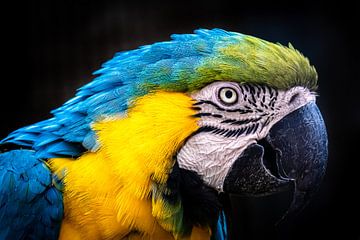 Portrait head of yellow breast macaw by Dieter Walther