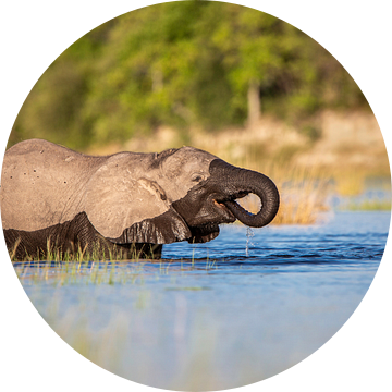 Schattig babyolifantje lest zijn dorst in de rivier van Beate Schwippert