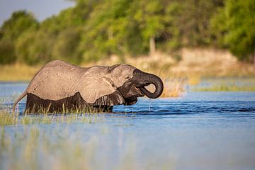 Schattig babyolifantje lest zijn dorst in de rivier van Beate Schwippert