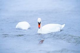 Zwei weiße Schwäne schwimmen bei starkem Wind auf dem See von Fotografiecor .nl
