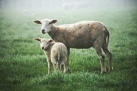 moeder en dochter schaap