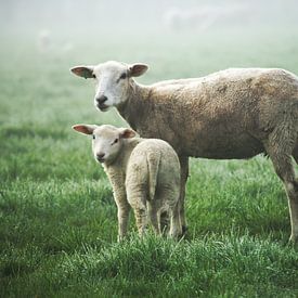 moeder en dochter schaap von Matthijs Temminck