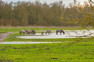 konikpaarden 3