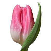 Pink tulip flower on white background flowers macro photography