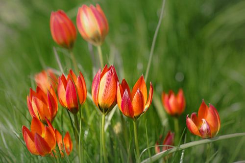Vrolijke tulpen familie