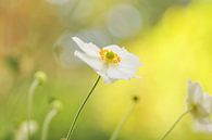 White anemone von Corinne Welp Miniaturansicht