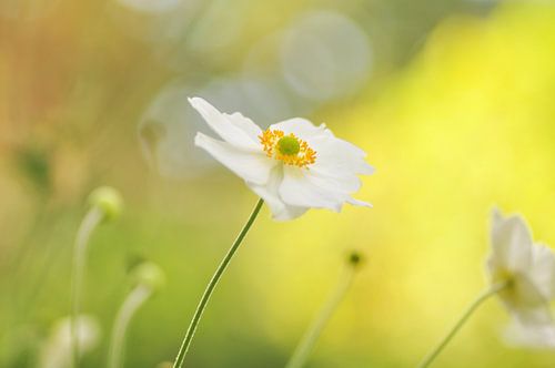 White anemone