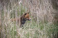 Fox cub in dune landscape
