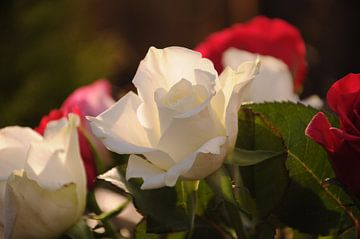 Witte Roos in de winterzon